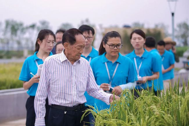 什么是“考種”（水稻考種的意義）