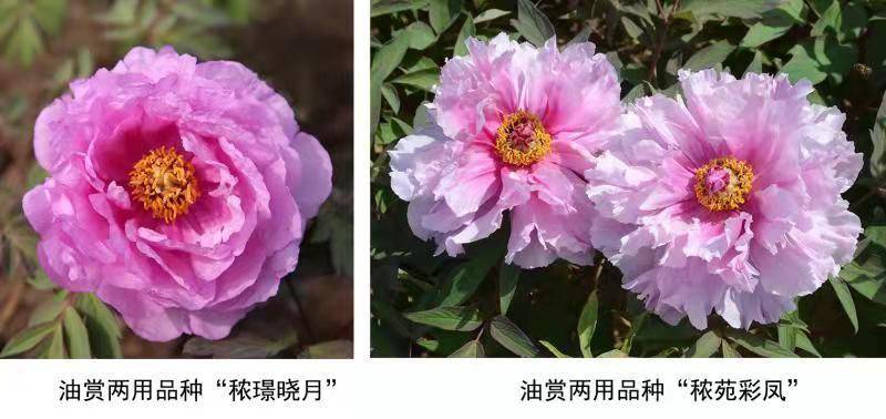 奇缺花色成功培育：我國牡丹育種取得新進展