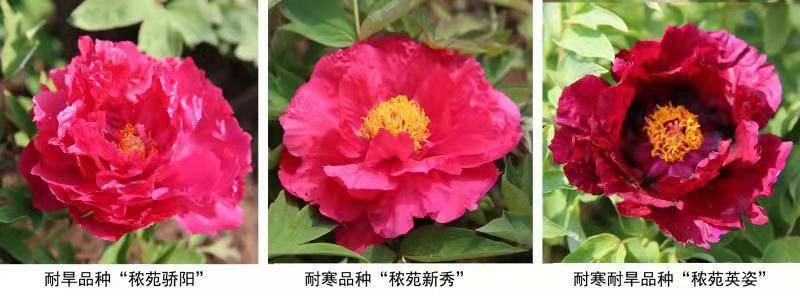 奇缺花色成功培育：我國牡丹育種取得新進展