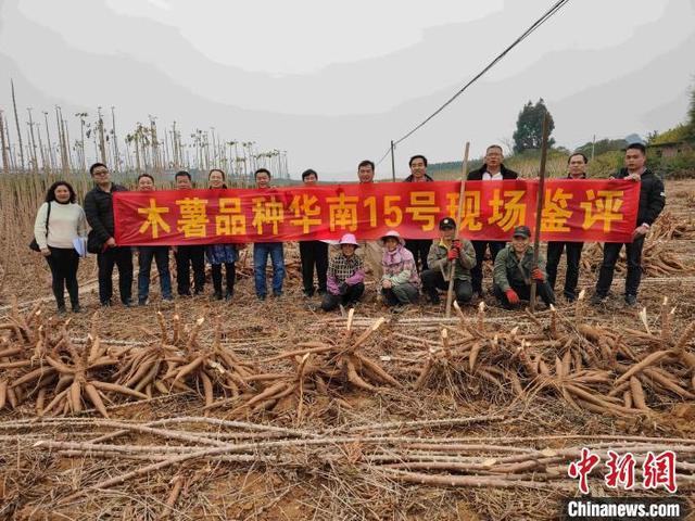 中國熱科院選育出4個木薯新品種（累計推廣面積5.2萬畝）