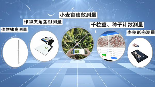小麥畝穗數(shù)快速測(cè)量遏谭，讓科學(xué)研究更高效