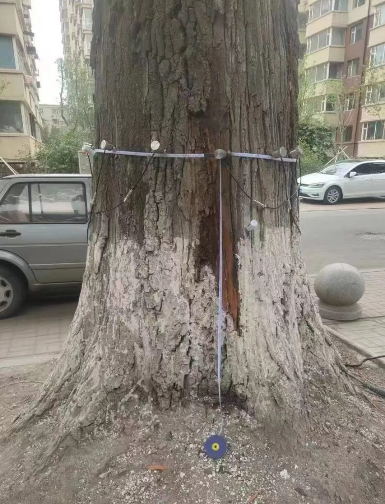 樹木無損檢測探傷儀：檢測樹木健康狀況，給出專業(yè)治療方案