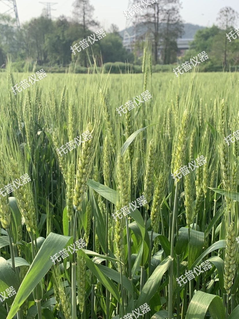 小麥畝穗數(shù)測(cè)量系統(tǒng)—快速，簡(jiǎn)單獲得小麥產(chǎn)量信息的黑科技
