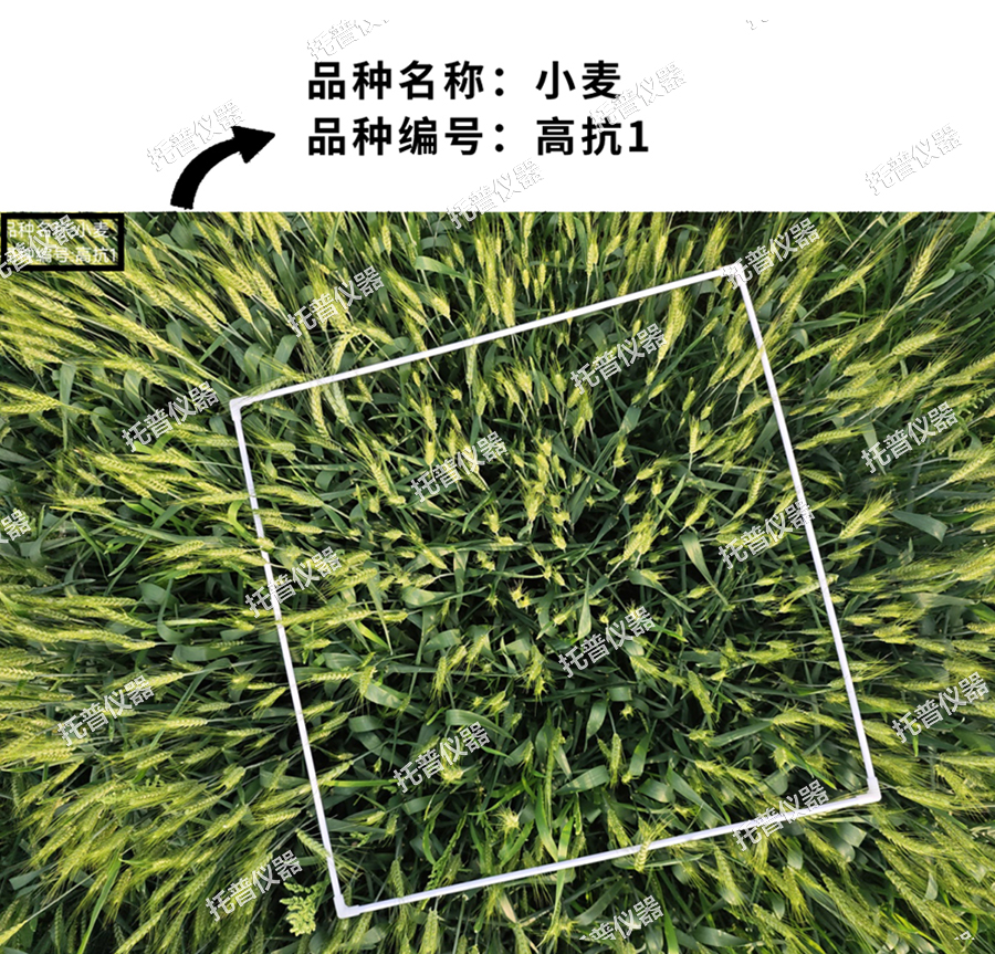 小麥畝穗數(shù)測(cè)量系統(tǒng)—快速懒熙，簡(jiǎn)單獲得小麥產(chǎn)量信息的黑科技