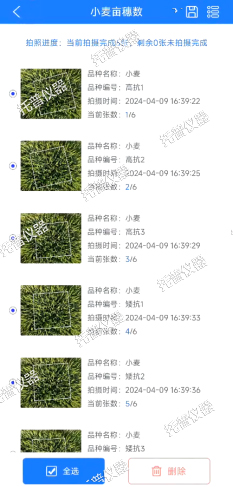 小麥畝穗數(shù)測(cè)量系統(tǒng)—快速维费，簡(jiǎn)單獲得小麥產(chǎn)量信息的黑科技
