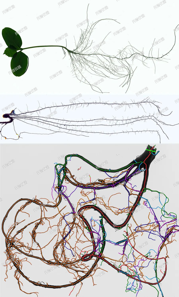 托普植物儀器四件套—您的高效科研助手驱劳！