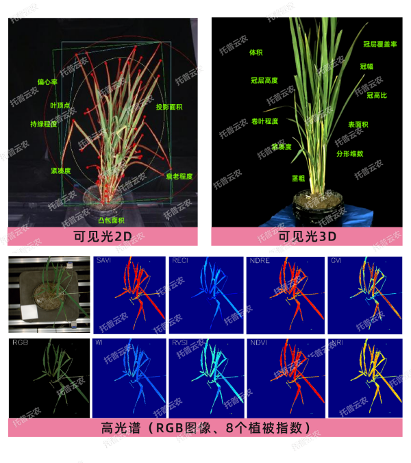 托普云農(nóng)“高通量植物表型采集分析平臺”榮獲CISILE 2024 “自主創(chuàng)新金獎”