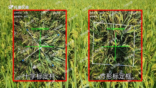 托普水稻畝穗數(shù)測量系統(tǒng)助力水稻測產(chǎn)精準高效