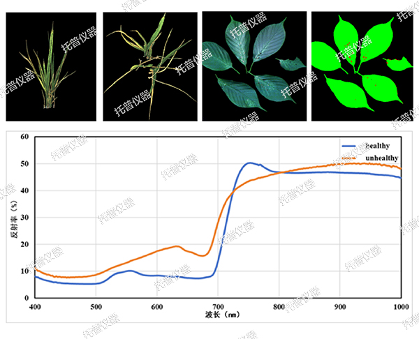 托普云農(nóng)高通量植物表型采集分析平臺(tái)全新上線榄湿！