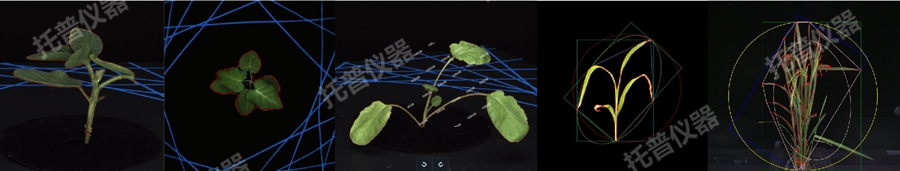 盆栽植物二維數(shù)字表型采集分析系統(tǒng)