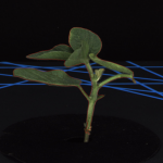 盆栽植物二維數(shù)字表型采集分析系統(tǒng)