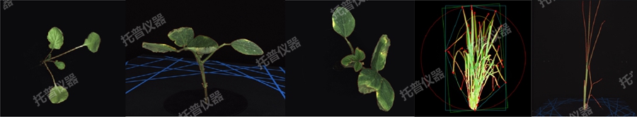 高通量逆境模擬及植物生長監(jiān)測平臺