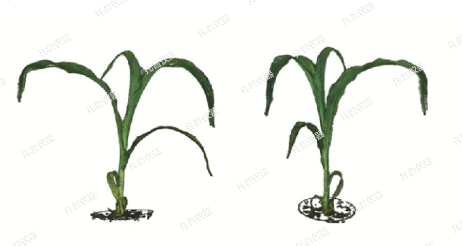 高通量逆境模擬及植物生長監(jiān)測平臺
