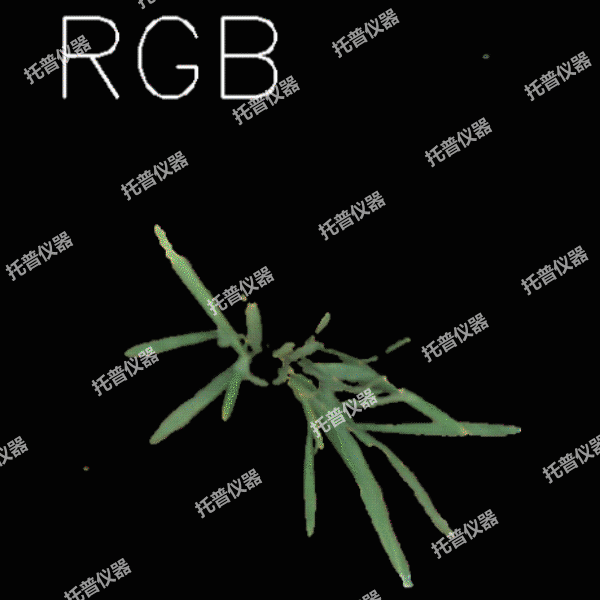 溫室型高通量植物表型采集分析平臺