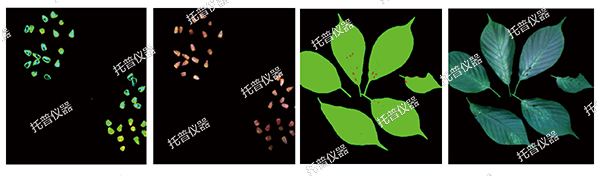 托普云農(nóng)為植物表型科研“數(shù)智”賦能