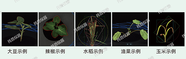 托普云農(nóng)為植物表型科研“數(shù)智”賦能