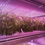 數(shù)智植物工廠