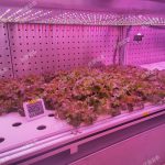 數(shù)智植物工廠