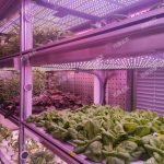 數(shù)智植物工廠