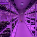 數(shù)智植物工廠