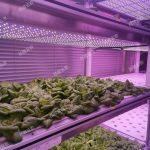 數(shù)智植物工廠