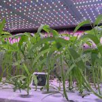 數(shù)智植物工廠